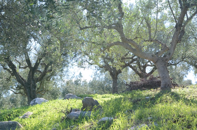 Оливковая роща Olivi
